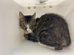 Shelter Stray Male Cat last seen Near BLOCK W VIRGINIA ST, 3839 W Burnham St, West Milwaukee, WI 53215, USA
