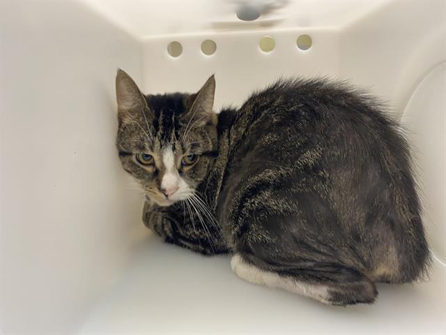 Shelter Stray Male Cat last seen Near BLOCK W VIRGINIA ST, 3839 W Burnham St, West Milwaukee, WI 53215, USA