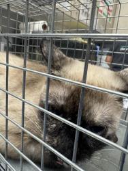 Shelter Stray Unknown Cat last seen Near BLOCK E PRIMM BLVD, JEAN NV 89019, 655 N Mojave Rd, Las Vegas, NV 89101, USA
