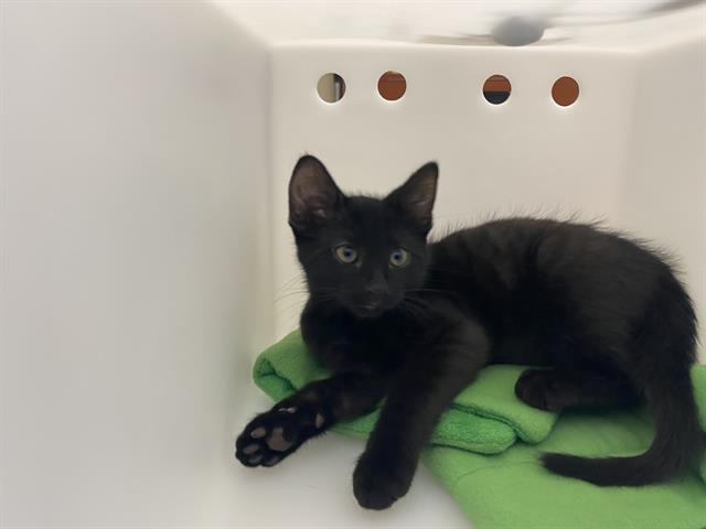 Shelter Stray Male Cat last seen Near BLOCK N 71ST ST, 3839 W Burnham St, West Milwaukee, WI 53215, USA