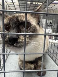 Shelter Stray Unknown Cat last seen Near BLOCK E PRIMM BLVD, JEAN NV 89019, 655 N Mojave Rd, Las Vegas, NV 89101, USA