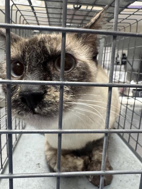 Shelter Stray Female Cat last seen Near BLOCK E PRIMM BLVD, JEAN NV 89019, 655 N Mojave Rd, Las Vegas, NV 89101, USA