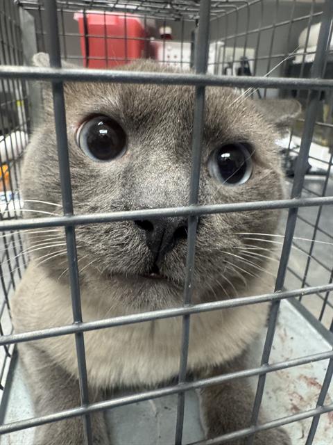 Shelter Stray Male Cat last seen Near BLOCK E PRIMM BLVD, JEAN NV 89019, 655 N Mojave Rd, Las Vegas, NV 89101, USA