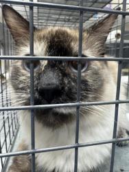 Shelter Stray Unknown Cat last seen Near BLOCK E PRIMM BLVD, JEAN NV 89019, 655 N Mojave Rd, Las Vegas, NV 89101, USA