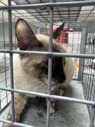 Shelter Stray Unknown Cat last seen Near BLOCK E PRIMM BLVD, JEAN NV 89019, 655 N Mojave Rd, Las Vegas, NV 89101, USA