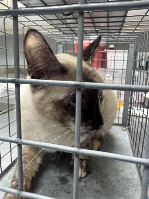 Shelter Stray Female Cat last seen Near BLOCK E PRIMM BLVD, JEAN NV 89019, 655 N Mojave Rd, Las Vegas, NV 89101, USA