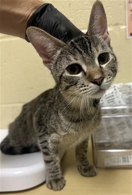 Shelter Stray Female Cat last seen MACK RD & VALLEY HI DR, 2127 Front St, Sacramento, CA 95818, USA