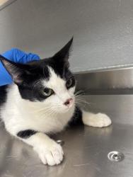 Shelter Stray Unknown Cat last seen Near BLOCK MENDON LN #2 , LAS VEGAS NV 89156, 655 N Mojave Rd, Las Vegas, NV 89101, USA