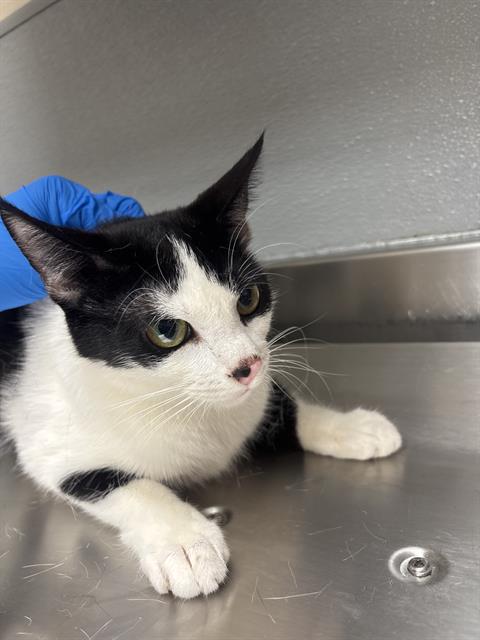 Shelter Stray Female Cat last seen Near BLOCK MENDON LN #2 , LAS VEGAS NV 89156, 655 N Mojave Rd, Las Vegas, NV 89101, USA