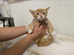 Shelter Stray Male Cat last seen , 1850 W 60th St, Los Angeles, CA 90047, USA