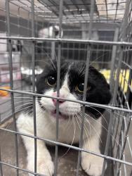 Shelter Stray Male Cat last seen Near BLOCK MENDON LN #2 , LAS VEGAS NV 89156, 655 N Mojave Rd, Las Vegas, NV 89101, USA