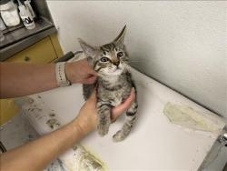 Shelter Stray Male Cat last seen , 1850 W 60th St, Los Angeles, CA 90047, USA