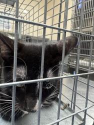 Shelter Stray Female Cat last seen Near BLOCK MENDON LN #2 , LAS VEGAS NV 89156, 655 N Mojave Rd, Las Vegas, NV 89101, USA