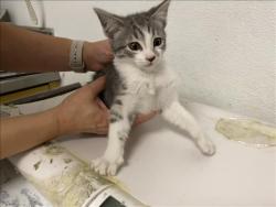Shelter Stray Male Cat last seen , 1850 W 60th St, Los Angeles, CA 90047, USA
