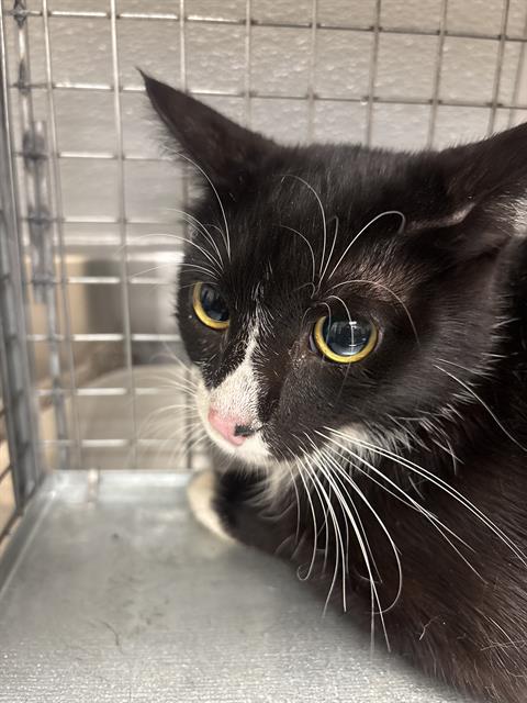 Shelter Stray Female Cat last seen Near BLOCK MENDON LN #2 , LAS VEGAS NV 89156, 655 N Mojave Rd, Las Vegas, NV 89101, USA