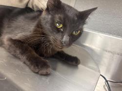 Shelter Stray Female Cat last seen Near BLOCK MENDON LN #2 , LAS VEGAS NV 89156, 655 N Mojave Rd, Las Vegas, NV 89101, USA