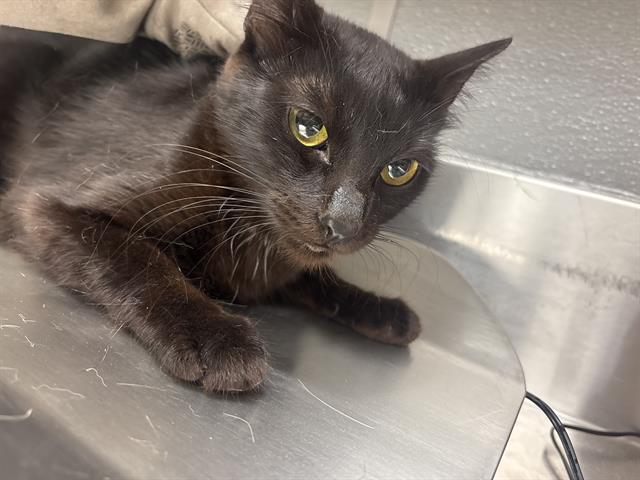 Shelter Stray Female Cat last seen Near BLOCK MENDON LN #2 , LAS VEGAS NV 89156, 655 N Mojave Rd, Las Vegas, NV 89101, USA