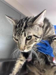 Shelter Stray Male Cat last seen Near BLOCK MENDON LN #2 , LAS VEGAS NV 89156, 655 N Mojave Rd, Las Vegas, NV 89101, USA