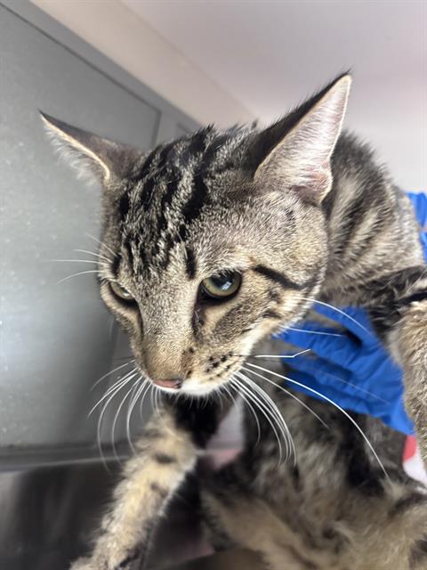 Shelter Stray Male Cat last seen Near BLOCK MENDON LN #2 , LAS VEGAS NV 89156, 655 N Mojave Rd, Las Vegas, NV 89101, USA