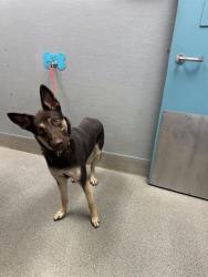 Shelter Stray Female Dog last seen Near BLOCK W CHEYENNE AVE, LAS VEGAS NV 89108, 655 N Mojave Rd, Las Vegas, NV 89101, USA