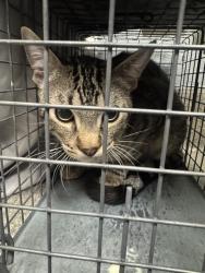 Shelter Stray Male Cat last seen Near BLOCK MENDON LN #2 , LAS VEGAS NV 89156, 655 N Mojave Rd, Las Vegas, NV 89101, USA