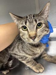 Shelter Stray Female Cat last seen Near BLOCK MENDON LN #2 , LAS VEGAS NV 89156, 655 N Mojave Rd, Las Vegas, NV 89101, USA