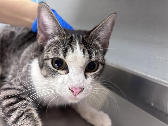 Shelter Stray Female Cat last seen Near BLOCK MENDON LN #2 , LAS VEGAS NV 89156, 655 N Mojave Rd, Las Vegas, NV 89101, USA