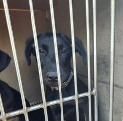 Shelter Stray Male Dog last seen Near BLOCK E ALEXANDER RD, LAS VEGAS NV 89115, 655 N Mojave Rd, Las Vegas, NV 89101, USA