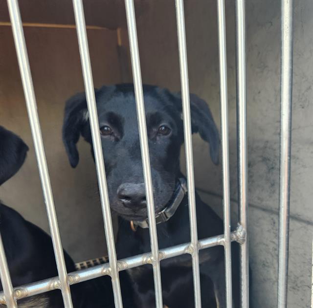 Shelter Stray Male Dog last seen Near BLOCK E ALEXANDER RD, LAS VEGAS NV 89115, 655 N Mojave Rd, Las Vegas, NV 89101, USA