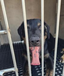 Shelter Stray Male Dog last seen Near BLOCK E ALEXANDER RD, LAS VEGAS NV 89115, 655 N Mojave Rd, Las Vegas, NV 89101, USA