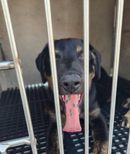 Shelter Stray Male Dog last seen Near BLOCK E ALEXANDER RD, LAS VEGAS NV 89115, 655 N Mojave Rd, Las Vegas, NV 89101, USA