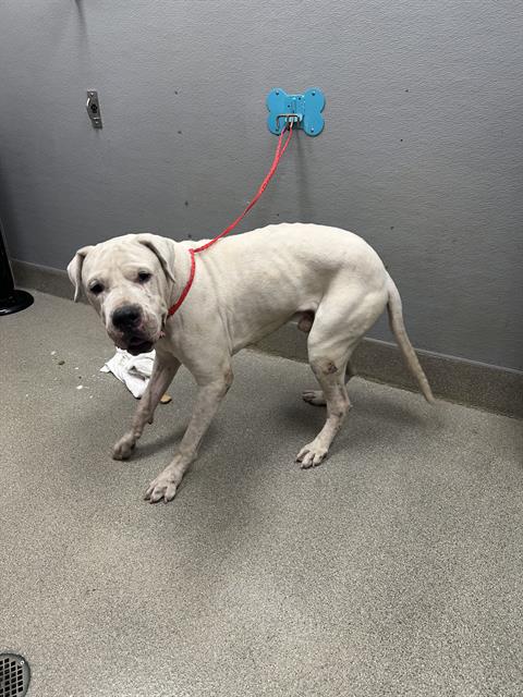 Shelter Stray Male Dog last seen BOULDER HWY & INDIOS AVE, 655 N Mojave Rd, Las Vegas, NV 89101, USA