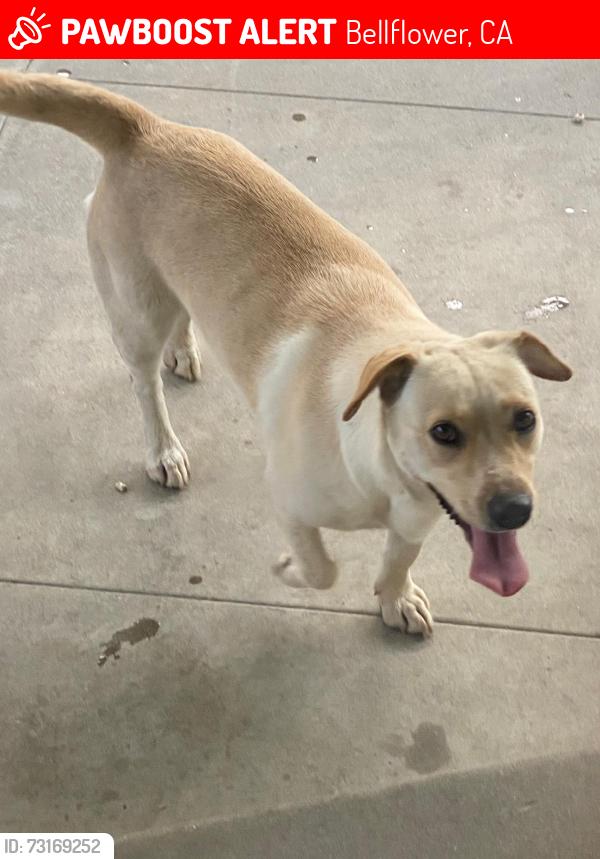 Lost Female Dog last seen Arthurdale St, Cornuta Ave, Bellflower, CA 90706