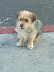Found/Stray Unknown Dog last seen Rodeo drive, Victorville, CA 92395
