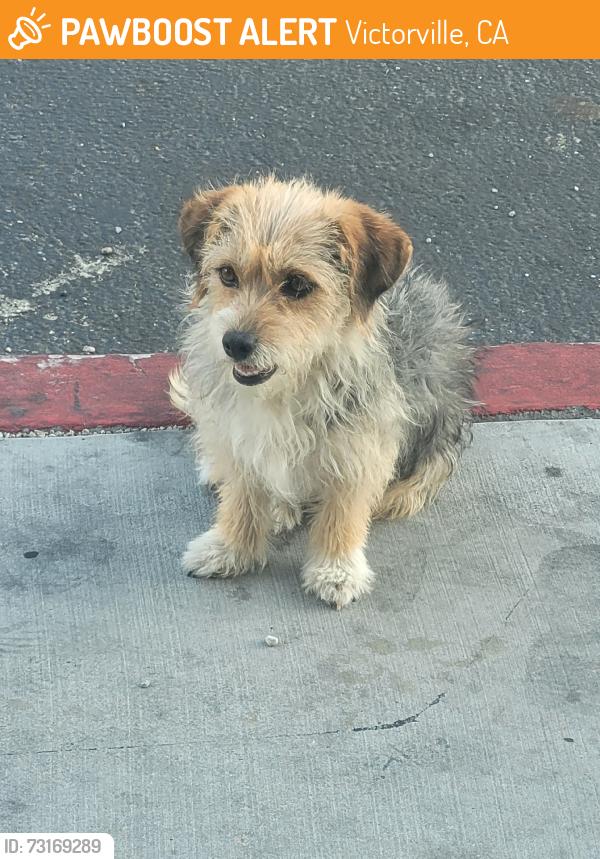Found/Stray Unknown Dog last seen Rodeo drive, Victorville, CA 92395