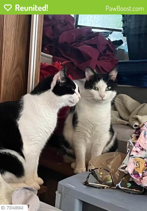 Reunited Female Cat last seen W Acadia Ave, Winston-Salem, NC 27127