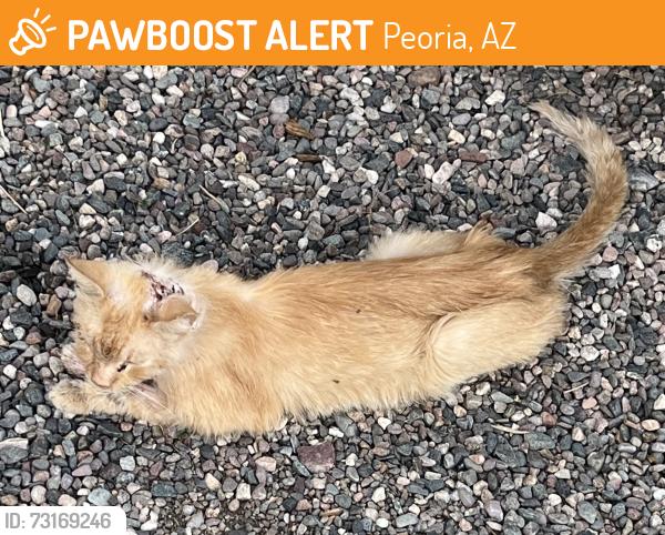 Found/Stray Unknown Cat last seen 79th Dr & Cholla, Peoria, AZ, Peoria, AZ 85345