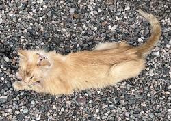 Found/Stray Unknown Cat last seen 79th Dr & Cholla, Peoria, AZ, Peoria, AZ 85345