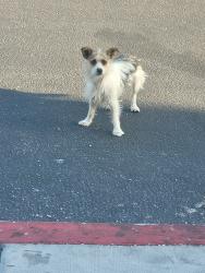 Found/Stray Unknown Dog last seen Rodeo drive, Victorville, CA 92395