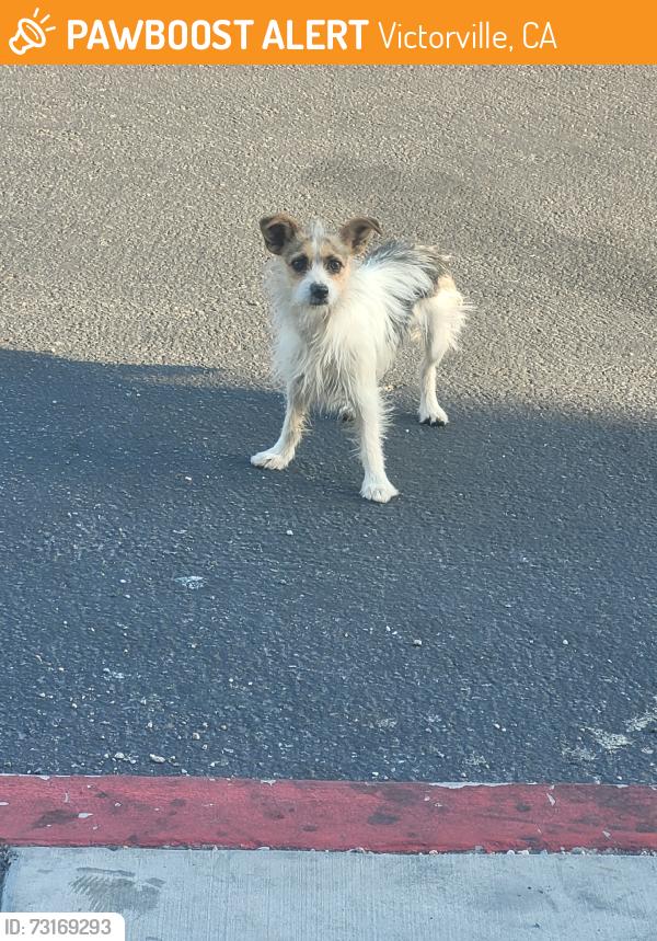 Found/Stray Unknown Dog last seen Rodeo drive, Victorville, CA 92395