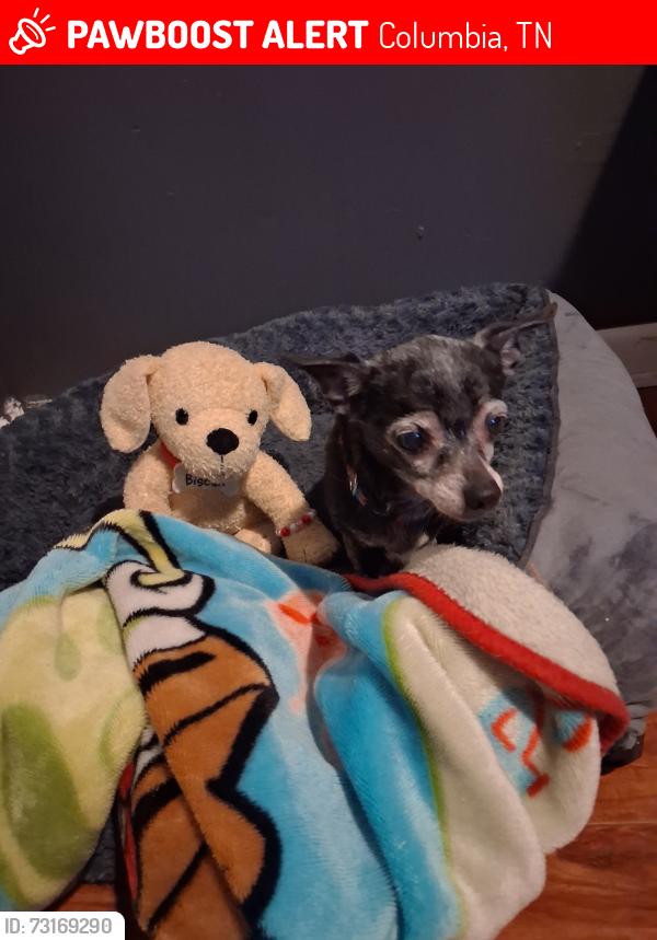 Lost Female Dog last seen College hill, Columbia, TN 38401
