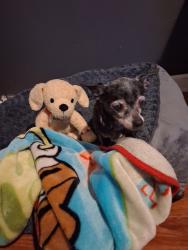 Lost Female Dog last seen College hill, Columbia, TN 38401