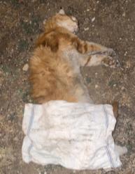 Found/Stray Unknown Cat last seen Florida and Pierce, Lakewood, CO 80232