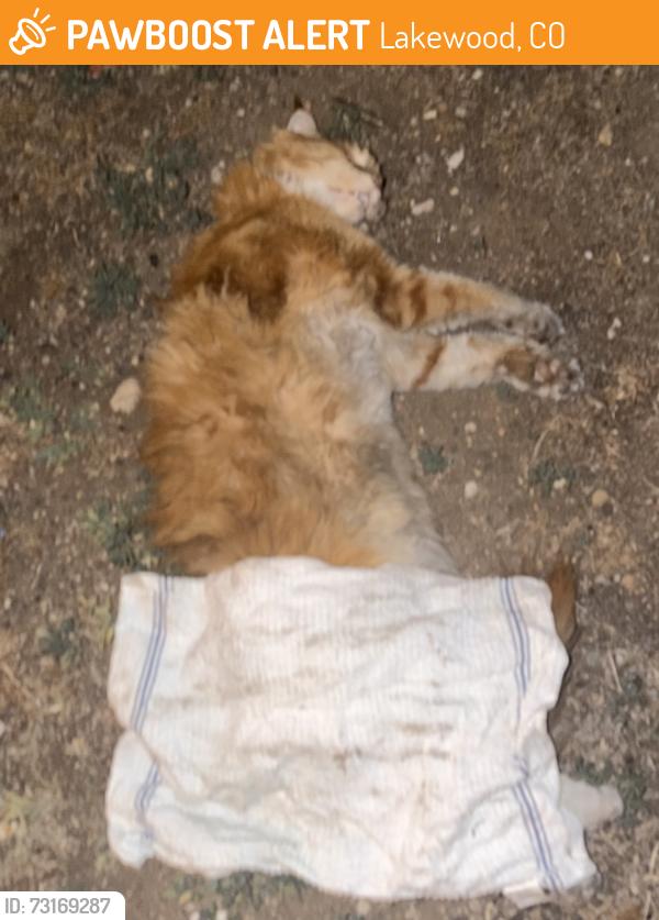 Found/Stray Unknown Cat last seen Florida and Pierce, Lakewood, CO 80232
