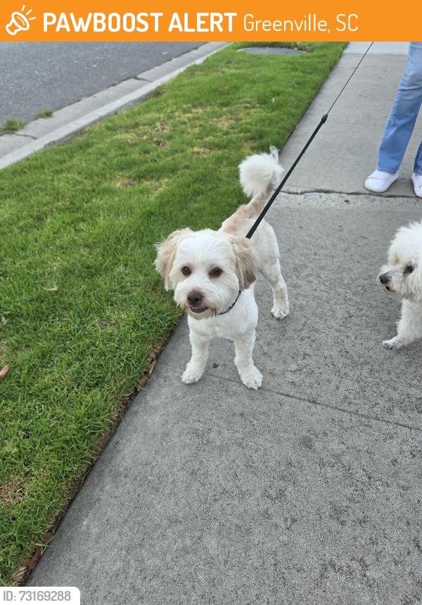 Found/Stray Male Dog last seen Greenville 92704, Greenville, SC 29601