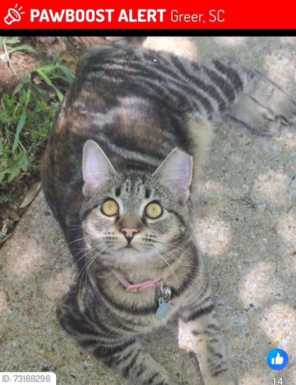 Lost Female Cat last seen Greer, Greer, SC 29651