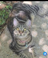 Lost Female Cat last seen Greer, Greer, SC 29651