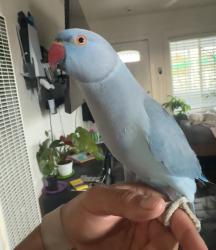 Lost Male Bird last seen Near S 37st Richmond, Richmond, CA 94804