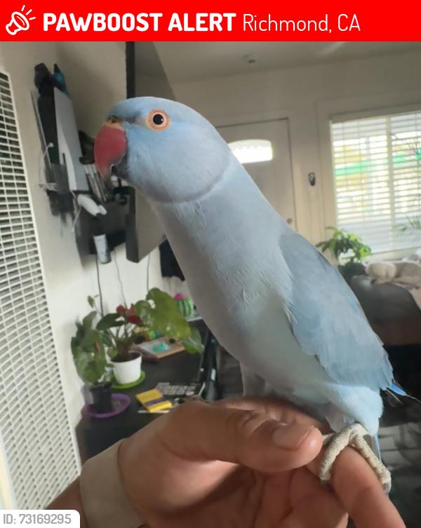 Lost Male Bird last seen Near S 37st Richmond, Richmond, CA 94804