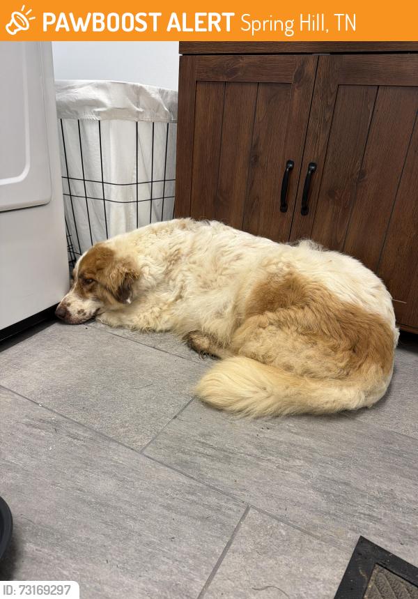 Found/Stray Unknown Dog last seen Close to Lasea Rd, Spring Hill, TN 37174